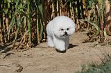 BICHON FRISE 054